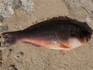 Almindelig papegøjefisk (Sparisoma cretense).