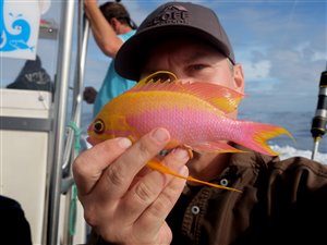 Almindelig svalehalebars (Anthias anthias).