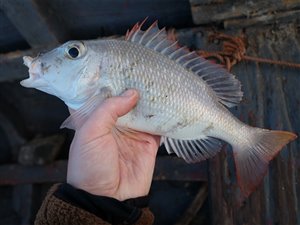 Atlantisk kejserbrasen (Lethrinus atlanticus).