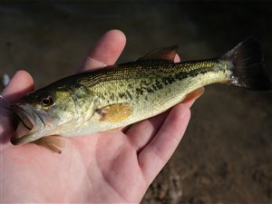 Bass (Micropterus salmoides).