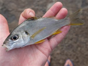 Bastardgryntefisk (Pomadasys incisus).