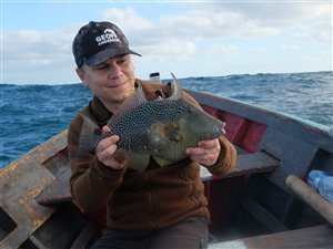 Blåplettet aftrækkerfisk (Balistes punctatus).