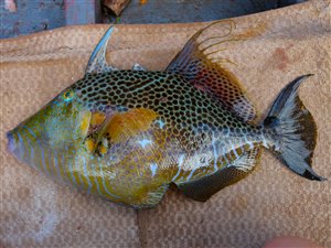 Blåplettet aftrækkerfisk (Balistes punctatus).