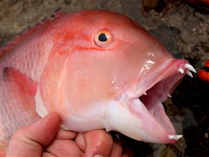 Blackbar hogfish (Bodianus speciosus).