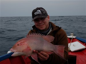 Blackbar hogfish (Bodianus speciosus).