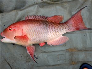 Blackbar hogfish (Bodianus speciosus).