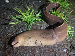 Brun muræne (Gymnothorax unicolor).