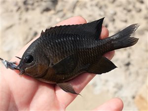 Cape Verde gregory (Stegastes imbricatus).