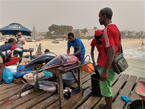 Der slagtes fisk på broen i Santa Maria.