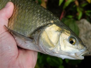 Døbel (Squalius cephalus) en ny fiskeart for mig.