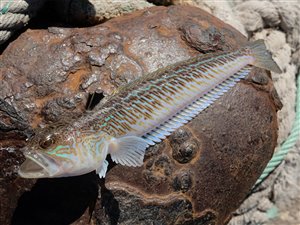 Fjæsing (Trachinus draco).