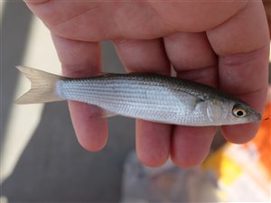 Formegentligt en guldmulte (Chelon auratus).