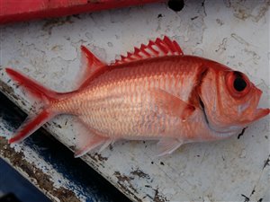 Gællebåndet soldaterfisk (Myripristis jacobus).