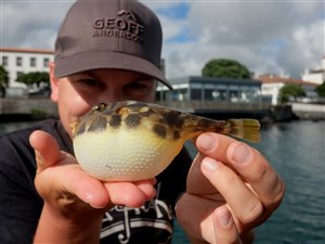 Guinea-kuglefisk (Sphoeroides marmoratus).