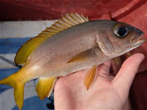 Guinean grunt (Parapristipoma humile).