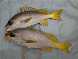 Guinean grunt (Parapristipoma humile).