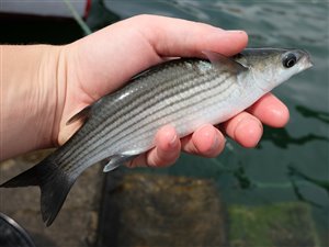 Guldmulte (Chelon auratus).