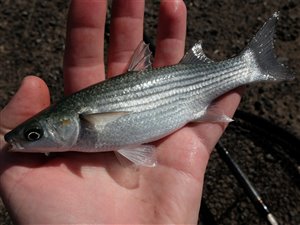 Guldmulte (Chelon auratus).