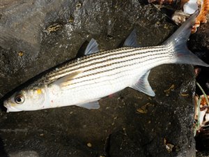 Guldmulte (Chelon auratus).