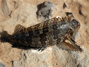 Håret slimfisk (Labrisomus nuchipinnis).