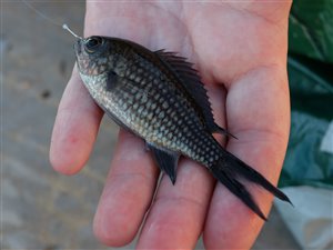 Middelhavsjomfrufisk (Chromis chromis).