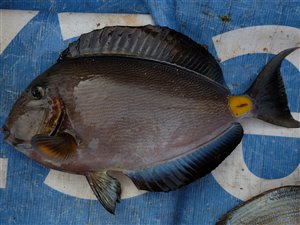 Monrovia-kirurgfisk (Acanthurus monroviae).