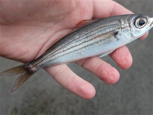 Okseøjefisk (Boops boops).