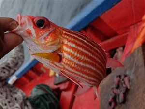 Red squirrelfish (Sargocentron hastatum).