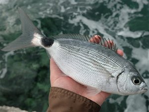 Saddel-havrude (Oblada melanurus).