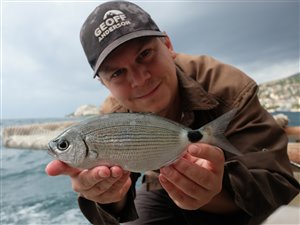 Saddel-havrude (Oblada melanurus) fra Sarandë.