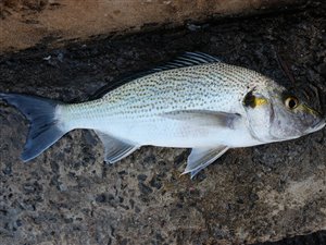 Sompat-gryntefisk (Pomadasys jubelini).