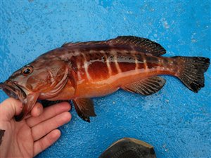 Sorthalet bars (Serranus atricauda) fanget ved dørgning.