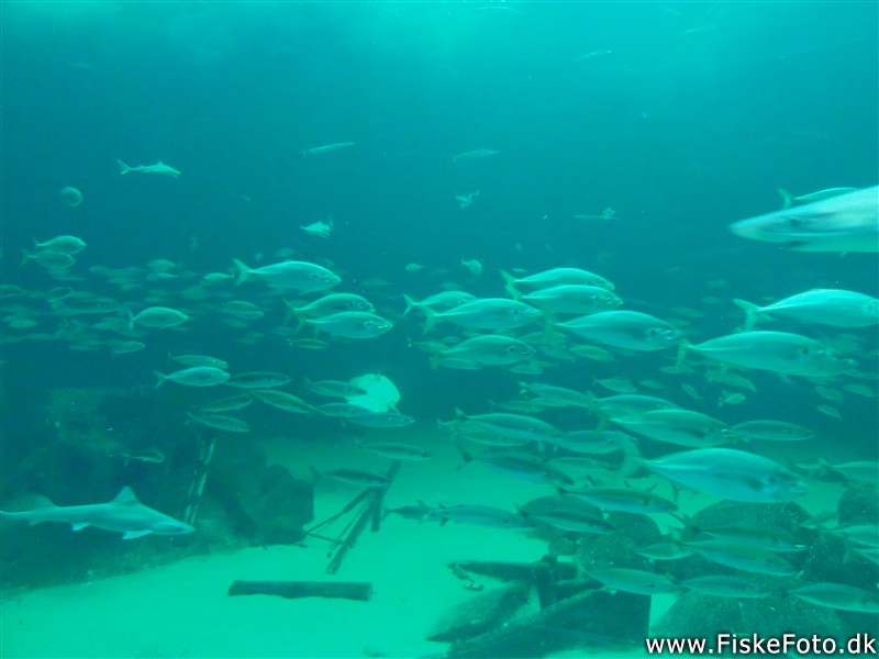 Nordsøen Oceanarium 2012. hirtshals, klumpfisk, havkat, sæl, fangstrapporter, fiskekalender, lystfiskeri, fiskearter, artikler, fiskevideoer, forum, / artikel