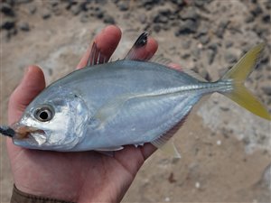 Storøjet hestemakrel (Caranx latus).