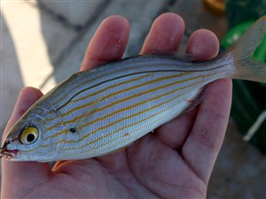 Stribet havrude (Sarpa salpa).