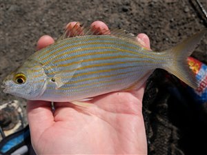 Stribet havrude (Sarpa salpa).