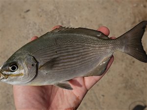 Stribet rorfisk (Kyphosus sectatrix) eller gul rorfisk (Kyphosus incisor).