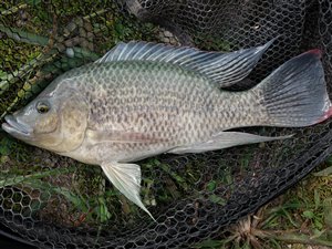 Tilapia fanget på brød.