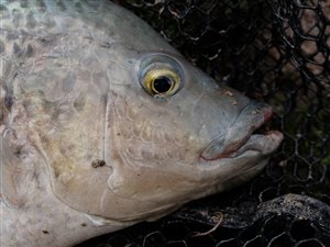 Tilapia. Mozambique-cichlide (Oreochromis mossambicus)