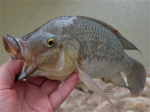 Tilapia. Mozambique-cichlide (Oreochromis mossambicus)