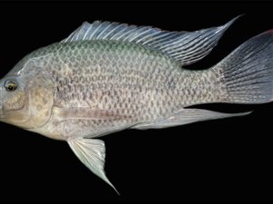 Tilapia. Mozambique-cichlide (Oreochromis mossambicus)