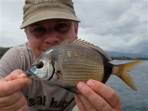 Tobåndet havrude (Diplodus vulgaris).