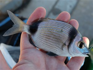 Tobåndet havrude (Diplodus vulgaris).