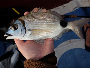 Two-banded seabream (Diplodus prayensis).