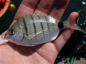 White seabream (Diplodus lineatus).