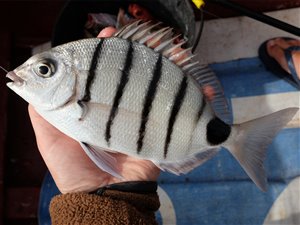 White seabream (Diplodus lineatus).