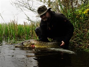 Gedde (Esox lucius) - Fanget d. 21. oktober 2024. geddefiskeri, glubsk, rovfisk, agnfisk, stålforfang, forfang,