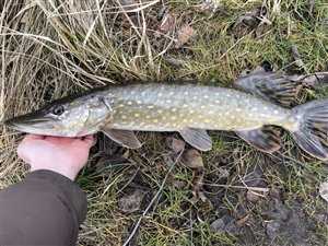 Gedde (Esox lucius) - Fanget d. 1. marts 2025. geddefiskeri, glubsk, rovfisk, agnfisk, stålforfang, forfang,