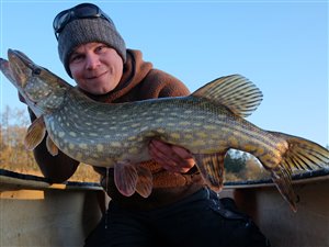 Gedde (Esox lucius)  - Fanget d. 19. februar 2025.  geddefiskeri, glubsk, rovfisk, agnfisk, stålforfang, forfang,