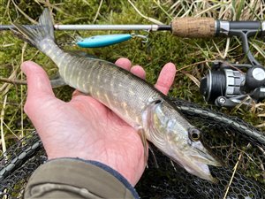 Gedde (Esox lucius)